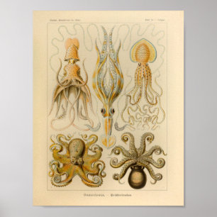 Vintage Octopus Colour Ernst Haeckel Art Print