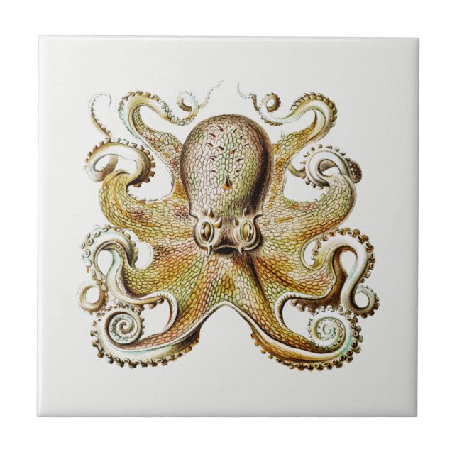 Vintage Octopus illustration by Ernst Haeckel  Tile (Front)