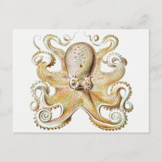 Vintage octopus postcard
