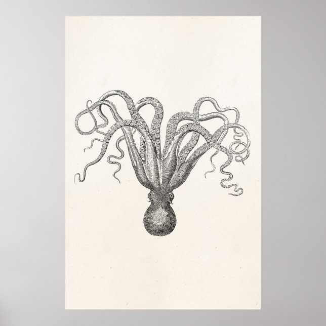 Vintage Octopus Poulpe Eight Armed Cuttle Fish Poster (Front)