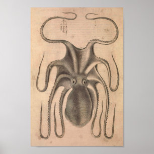 Vintage Octopus Print
