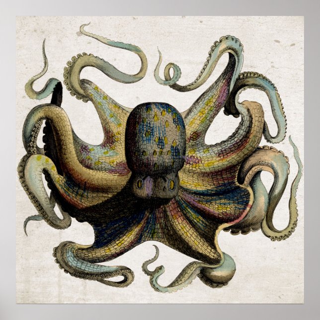 Vintage Octopus Print Poster (Front)