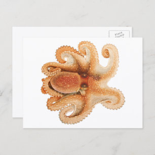 Vintage Octopus Salutii, Marine Aquatic Animals Postcard
