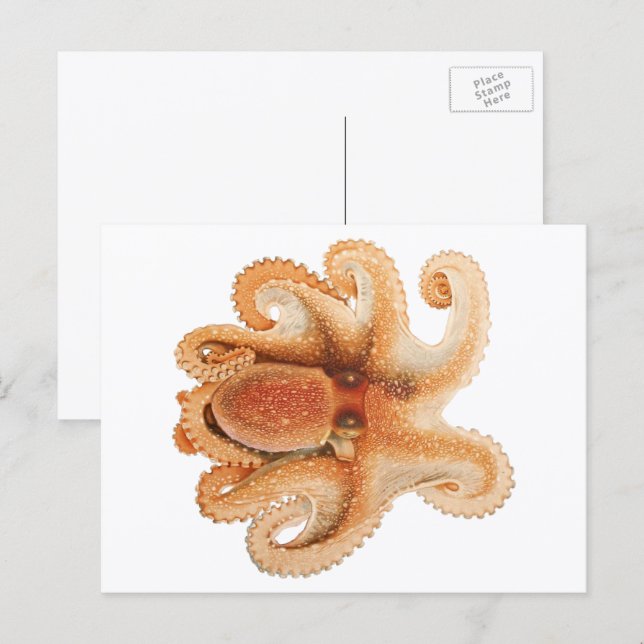 Vintage Octopus Salutii, Marine Aquatic Animals Postcard (Front/Back)