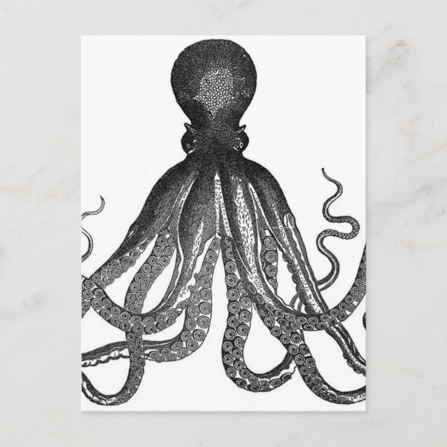 Vintage Octopus Sea Ocean Animal Postcard (Front)