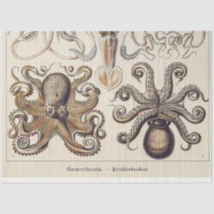 Vintage Octopus Squid by Ernst Haeckel Tissue Paper