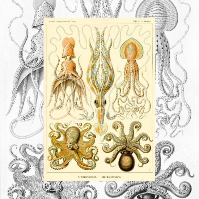 Vintage Octopus Squid Gamochonia by Ernst Haeckel Poster (Creator Uploaded)