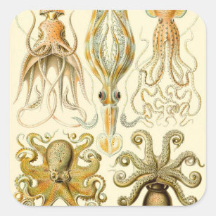 Vintage Octopus Squid Gamochonia by Ernst Haeckel Square Sticker
