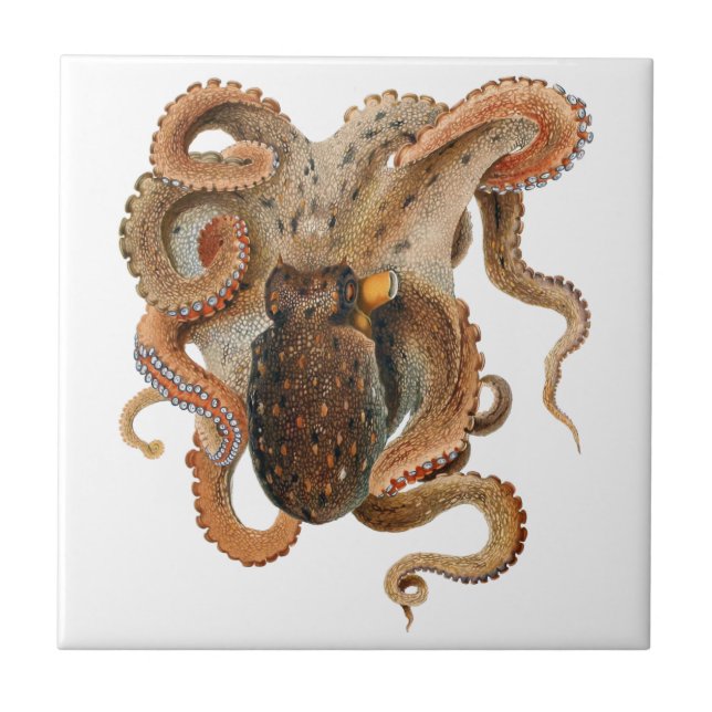 Vintage Octopus Vulgaris, Marine Life Animals Tile (Front)