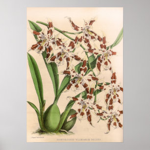 Vintage Odontoglossum Orchid Flower Poster