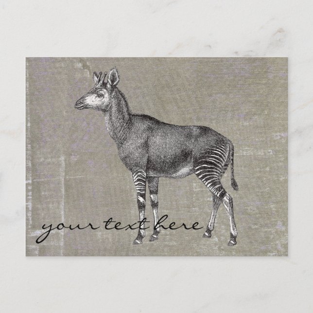 Vintage Okapi Postcard (Front)