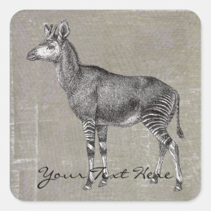 Vintage Okapi Square Sticker