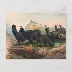 Vintage Old Alpacas Book Illustration Postcard