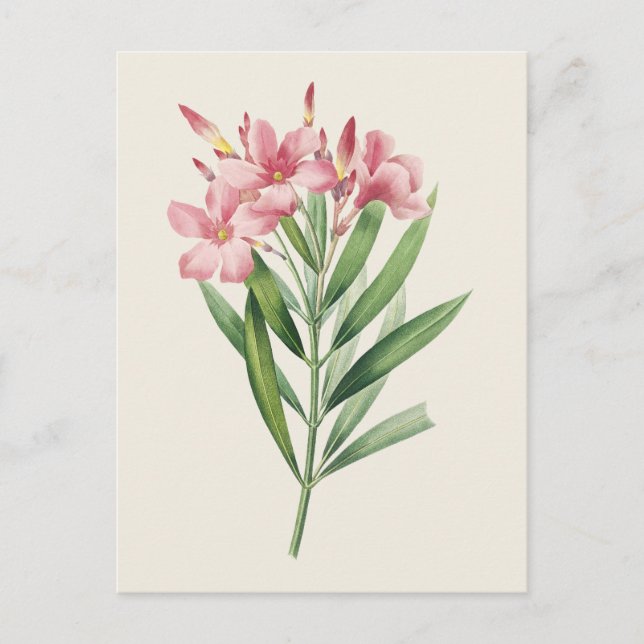 Vintage Oleander Botanical Illustration Postcard (Front)