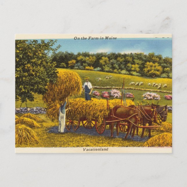 Vintage, On the Farm in Maine, Vacationland Postcard (Front)