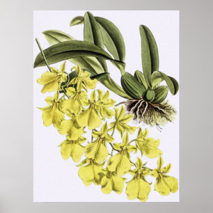Vintage ONCIDIUM CONCOLOR Orchid Flower Poster