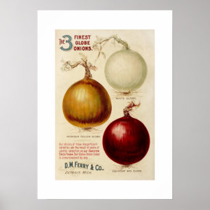 Vintage onion chart illustration print