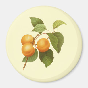 Vintage Orange Apricots Watercolor Drawing Magnet