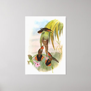 Vintage Orange Black Saw Bill Hummingbird Canvas Print