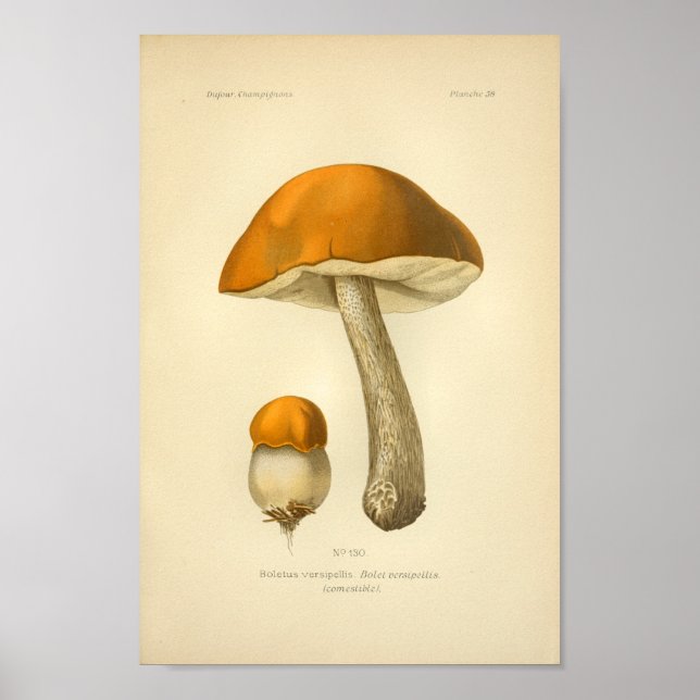Vintage Orange Brown Mushrooms Art Print French (Front)