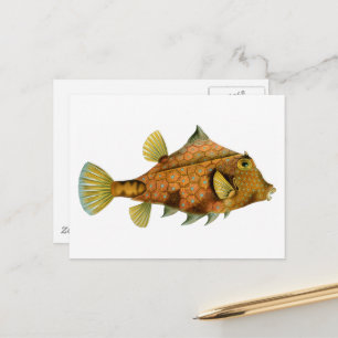 Vintage Orange Fish Postcard