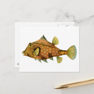 Vintage Orange Fish Postcard