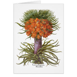 Vintage Orange Fritillaria Flowers Basilius Besler