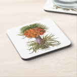Vintage Orange Fritillaria Flowers Basilius Besler Coaster<br><div class="desc">Vintage illustration botanical design featuring a blooming orange Fritillaria imperialis (Crown imperial or Kaiser's crown) flowers from 'Hortus Eystettensis' by Basilius Besler, 1613. Besler was a respected Nuremberg apothecary and botanist, best known for his "Hortus Eystettensis, " translated means "The Garden at Eichstätt." He was the curator of the botany...</div>
