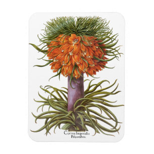 Vintage Orange Fritillaria Flowers Basilius Besler Magnet