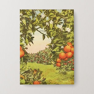 Vintage Orange Grove