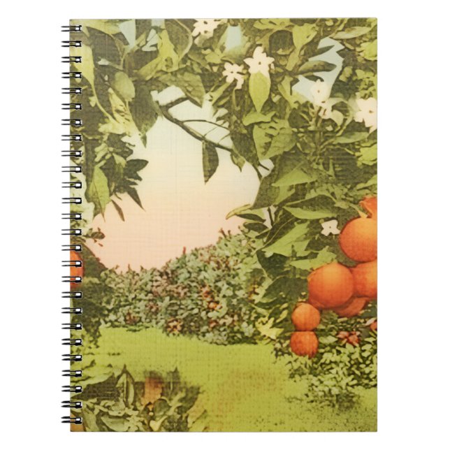 Vintage Orange Grove Notebook (Front)