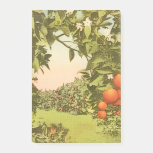 Vintage Orange Grove Post-it Notes
