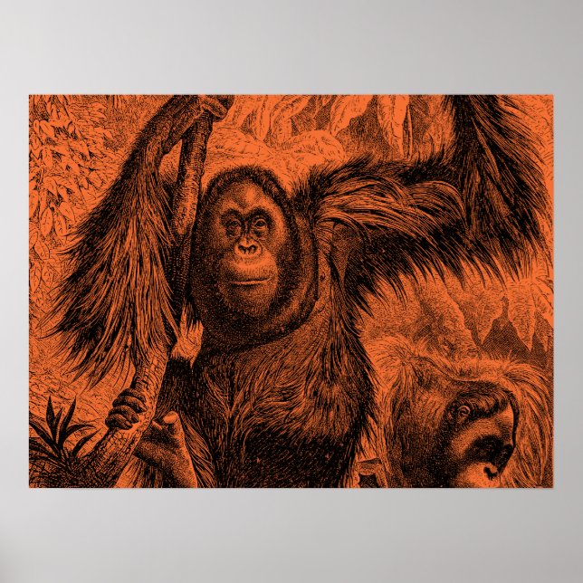 Vintage Orange Orangutan Illustration - Monkey Poster (Front)