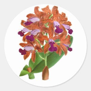 Vintage Orange Purple Orchid Flower_GC - Sticker