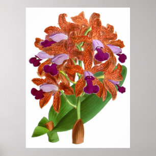 Vintage Orange Purple Orchid Flower - Poster