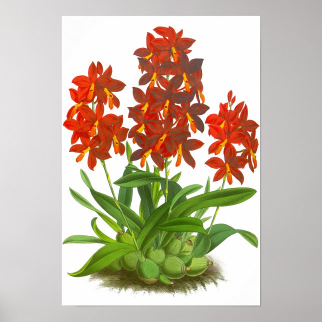 Vintage Orange Red Orchid Flower  Poster (Front)