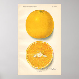 Vintage Oranges Poster