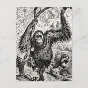 Vintage Orangutan Illustration - 1800's Monkey Postcard
