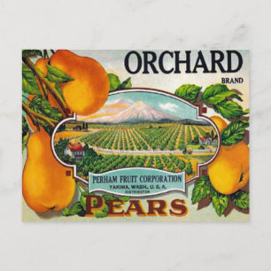 Vintage Orchard Pears Postcard
