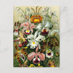 Vintage Orchid Floral Illustration Postcard