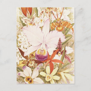 Vintage Orchid Flower Blooms Pretty Floral Design Postcard