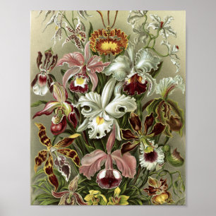 Vintage Orchids Botanical Illustration Poster