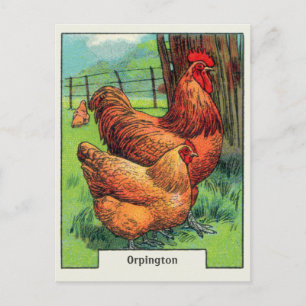 Vintage Orpington Chicken Postcard