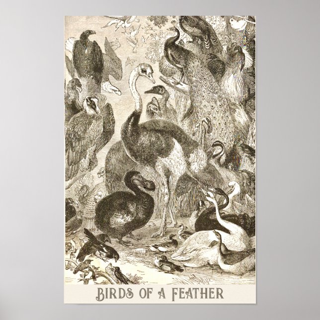 Vintage Ostrich Illustration Struthio camelus Poster (Front)