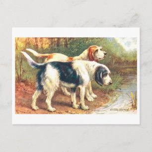 Vintage Otter Hounds Postcard