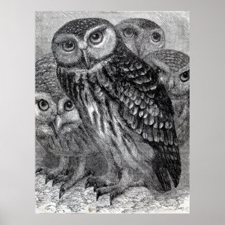 Vintage Owl Family Poster