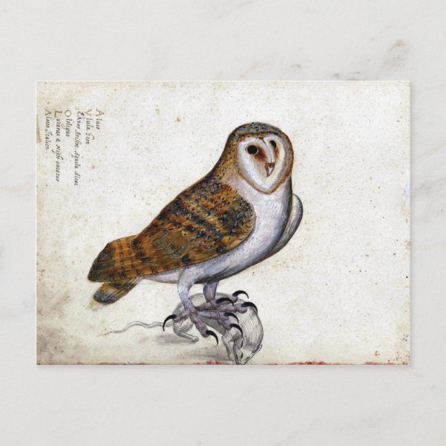 Vintage Owl Illustration Postcard (Front)
