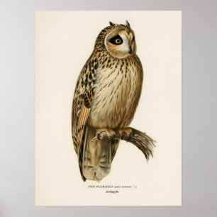 Vintage Owl Illustration Poster
