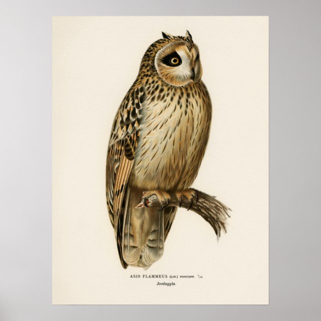 Vintage Owl Illustration Poster (Front)