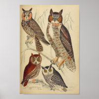 Vintage Owl Illustration Poster